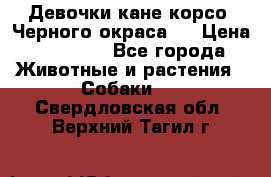 Девочки кане корсо. Черного окраса.  › Цена ­ 65 000 - Все города Животные и растения » Собаки   . Свердловская обл.,Верхний Тагил г.